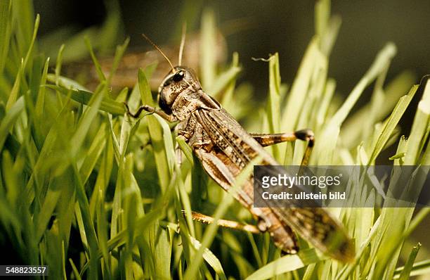 Switzerland, Europe: Ciba Geigy Company: Research. African migratory locusts on wheat