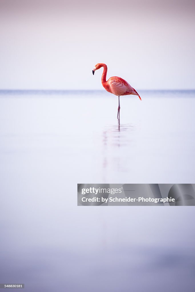 Bavarian Flamingo