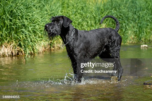 Giant in the water Giant in the water