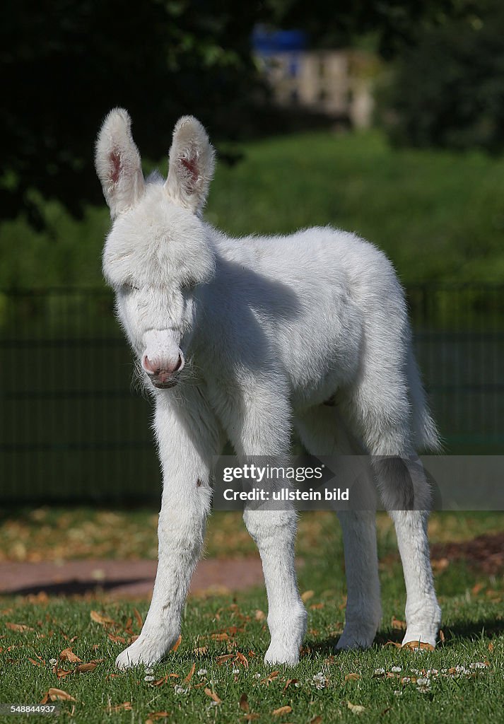 Germany Saxony-Anhalt Bitterfeld - vivarium Greppin, white donkey born on 18.07.2011