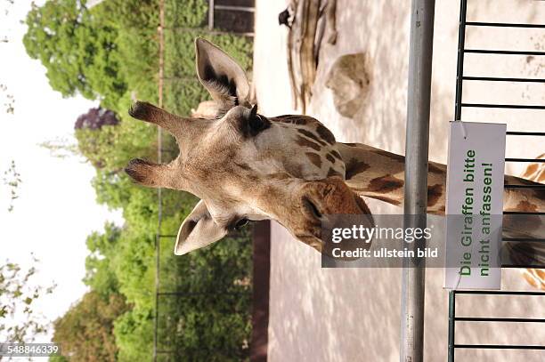Germany Hamburg - zoo Hagenbeck's Tierpark, a giraffe
