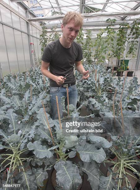 Germany Berlin Wedding - Beuth Technival University Berlin, student is researching the growth of the broccoli plant during drought -