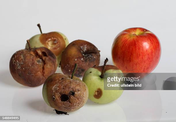 Rotten apples and one good apple