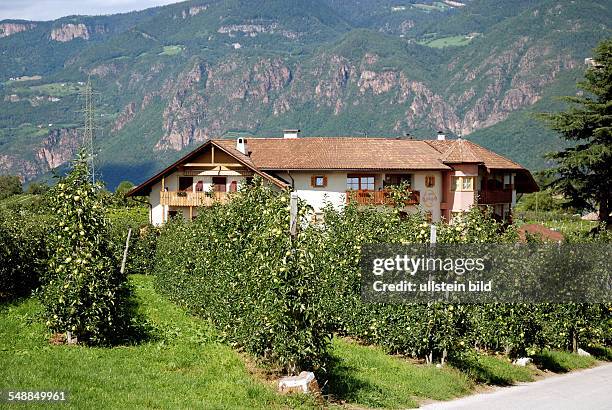 Italy Trentino Alto Adige Girlan - Apple orchard in fruit-growing region of Girlan -