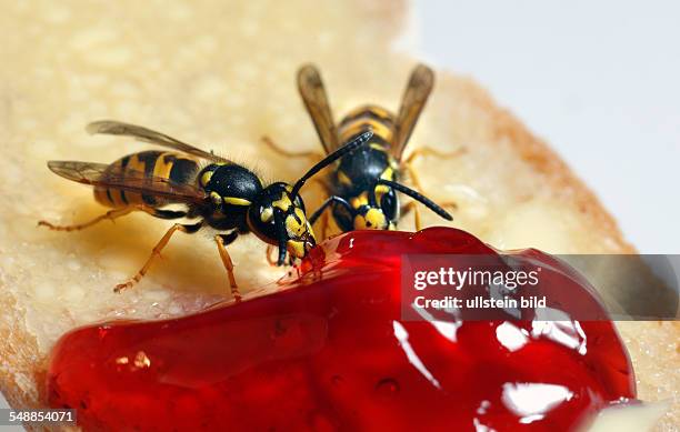 A wasp eats a jelly