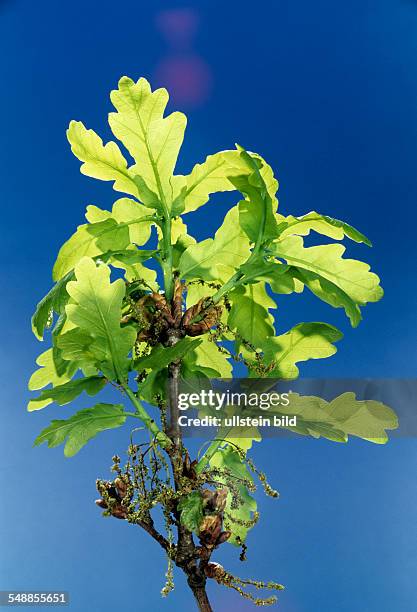 Seedling of an oak tree - undatiert