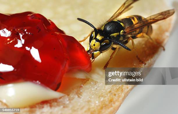 A wasp eats a jelly