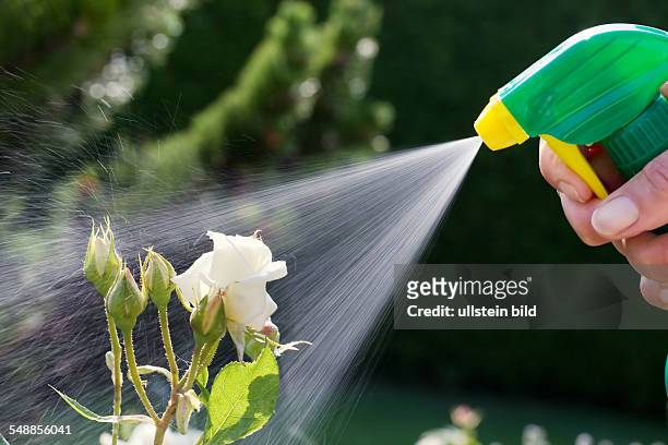 Spraying a pesticide on roses in a garden