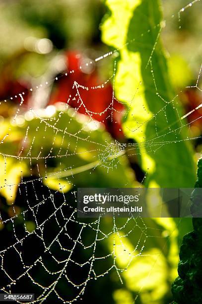 Spiderweb between leaf beet