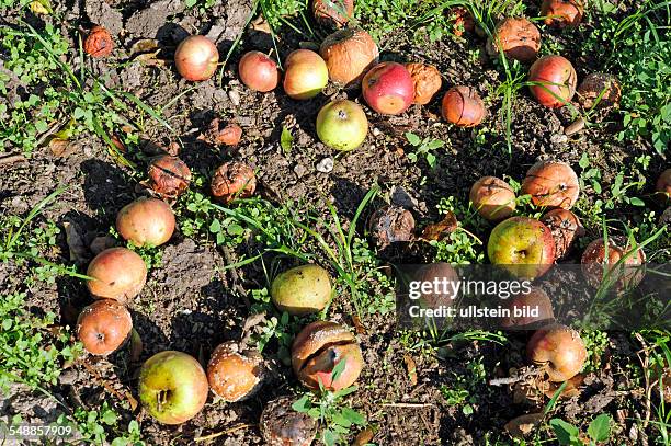 Windfall under an apple tree