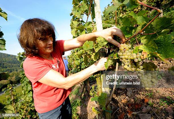 Germany Rhineland-Palatinate Nehren - harvesting wine near the Mosel river -