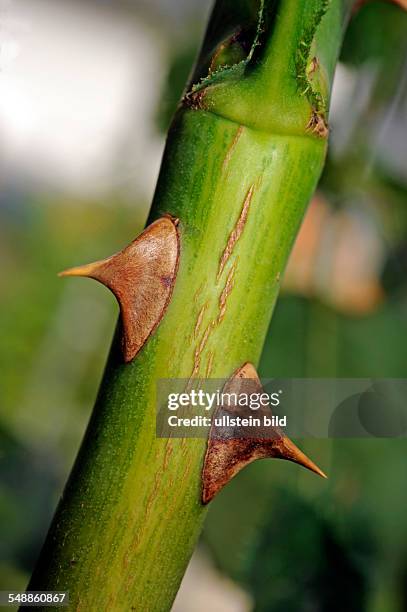 Thorns of a rose