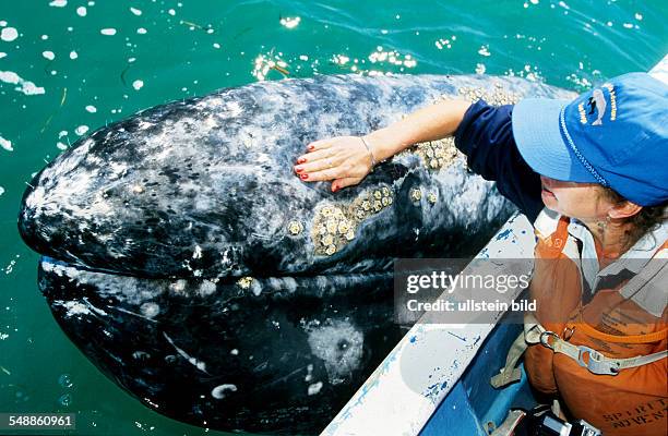 Mexico - tourist at whale watching at the coast of Baja California
