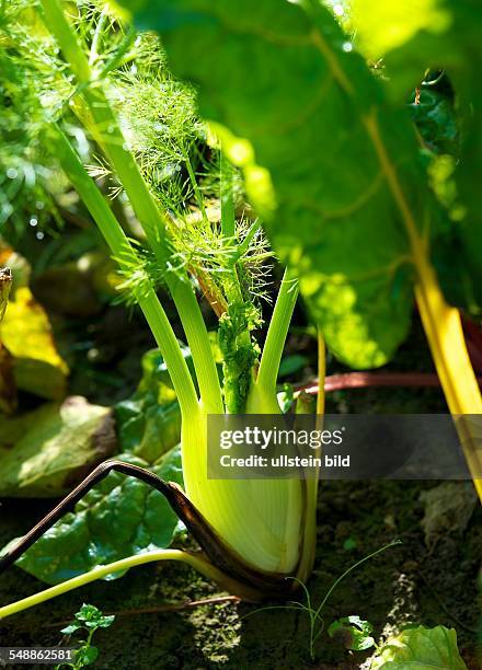 Fennel