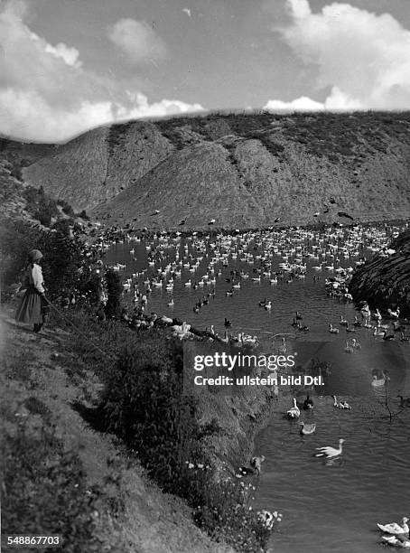Birds in a lake - ca. 1933 - Photographer: Rudolf Balogh Vintage property of ullstein bild