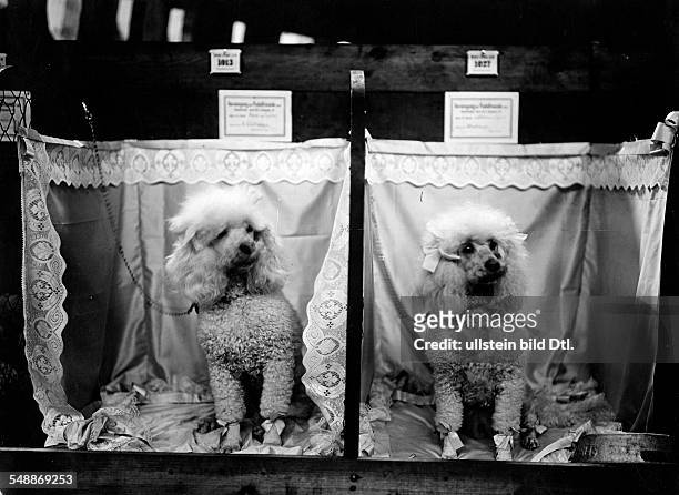 Dog show. Dressed poodles sitting in their adorned dog crates. - Photographer: Berliner Illustrations Gesellschaft - undated Vintage property of...