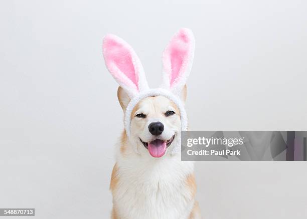 corgi dog wearing bunny ears - easter and humour stockfoto's en -beelden