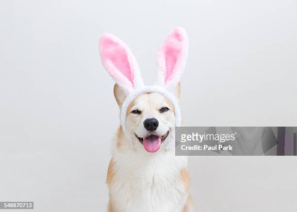 corgi dog wearing bunny ears - dog easter imagens e fotografias de stock