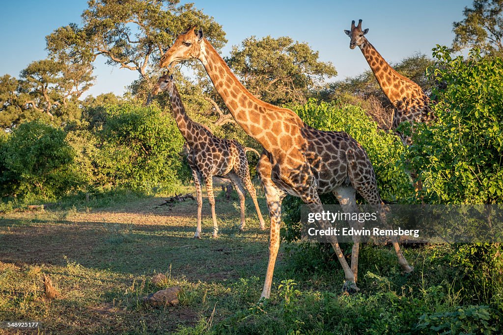 March of the giraffes