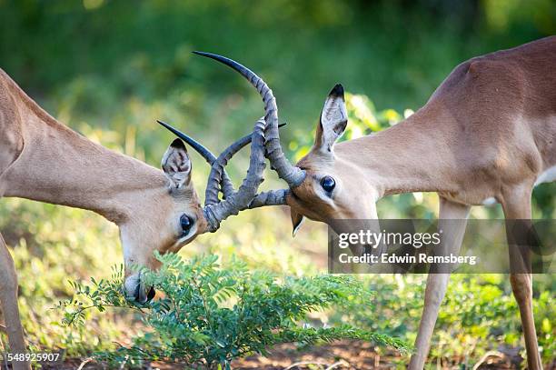 impala conflict - butting stock pictures, royalty-free photos & images