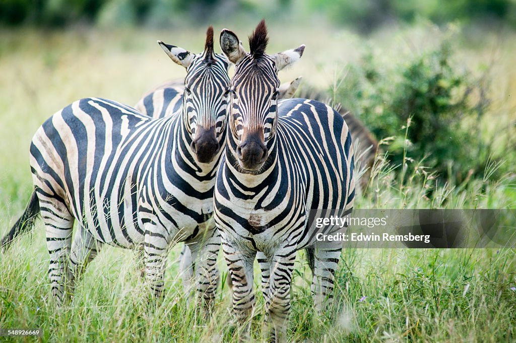 Referees