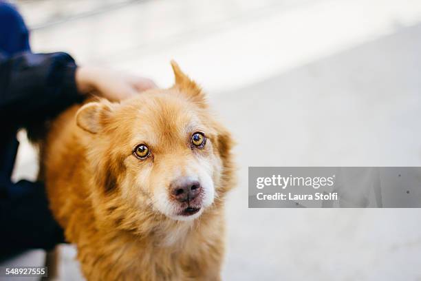 soulful dog close to woman looks at camera - pleading bildbanksfoton och bilder