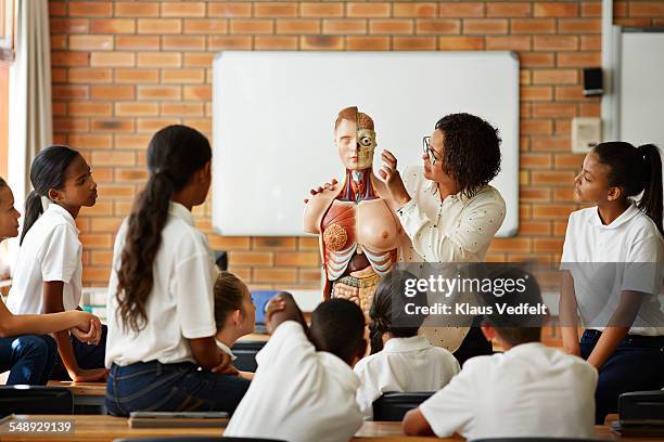 teacher explaing about human torso in class - female body parts bildbanksfoton och bilder