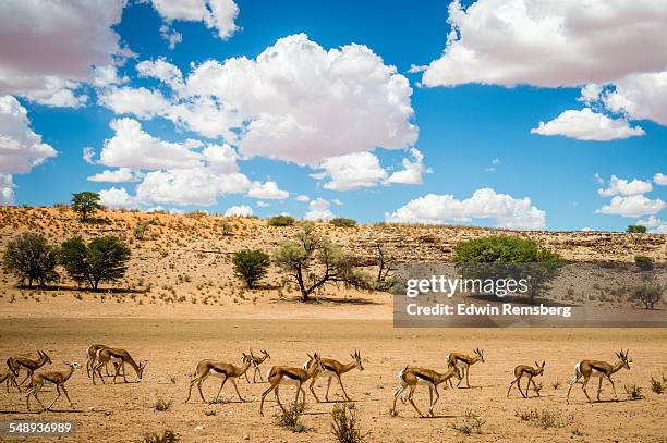 wondering springbok - kgalagadi transfrontier park stock pictures, royalty-free photos & images