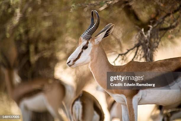 Springbok Rib Cage Springbok South Africa Photos and Premium High Res Pictures - Getty Images