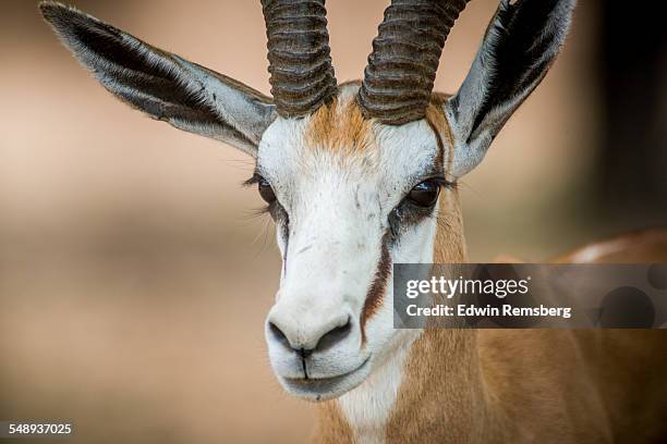 Springbok Rib Cage 94,162 Springbok Stock Photos, High-Res Pictures, and Images - Getty Images