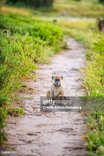 wild baboon - indépendant stockfoto's en -beelden