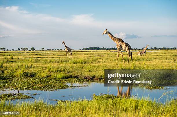 giraffe's in a national park - botswana stock-fotos und bilder