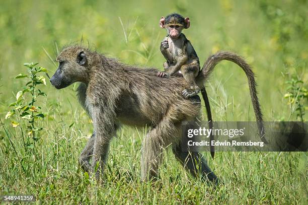 baboons traveling together - chacma baboon 個照片及圖片檔