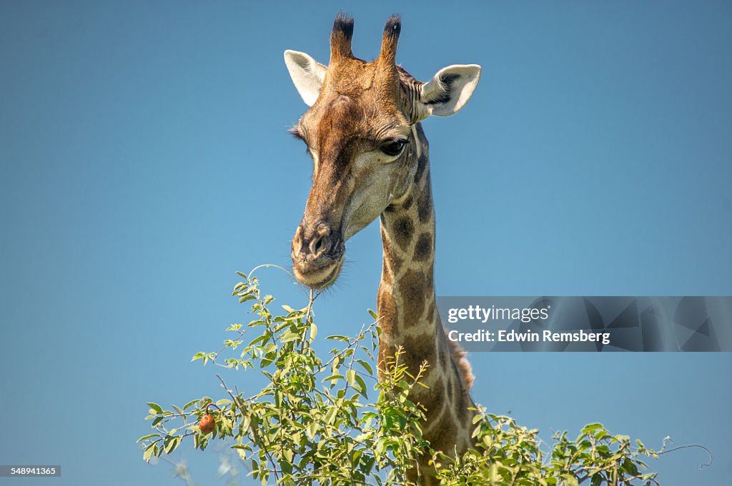 Giraffe grazing on tree leaves