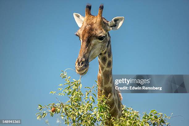 giraffe grazing on tree leaves - jirafa fotografías e imágenes de stock