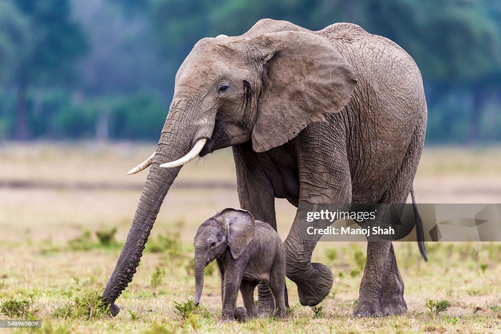 Mother and baby elephant grazing