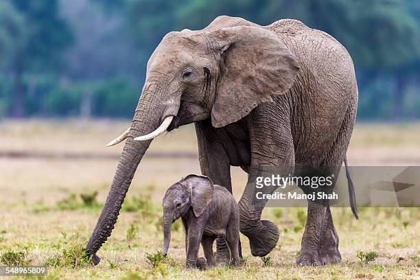 mother and baby elephant grazing - female animal stock pictures, royalty-free photos & images