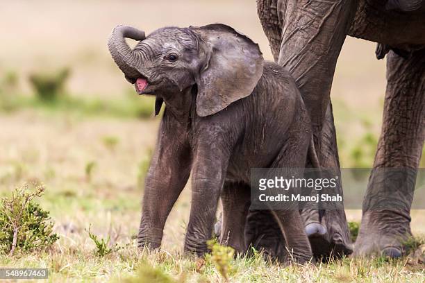 baby elephant playing besides mother - african elephant calf stock pictures, royalty-free photos & images