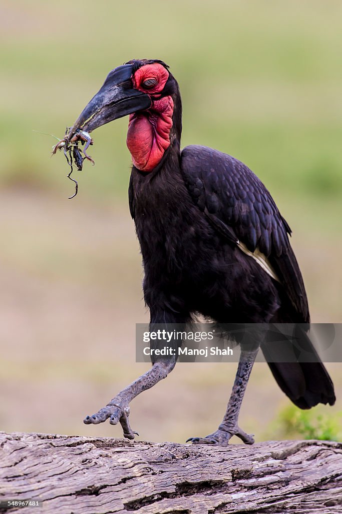 Ground hornbill with a frog carried in its beak