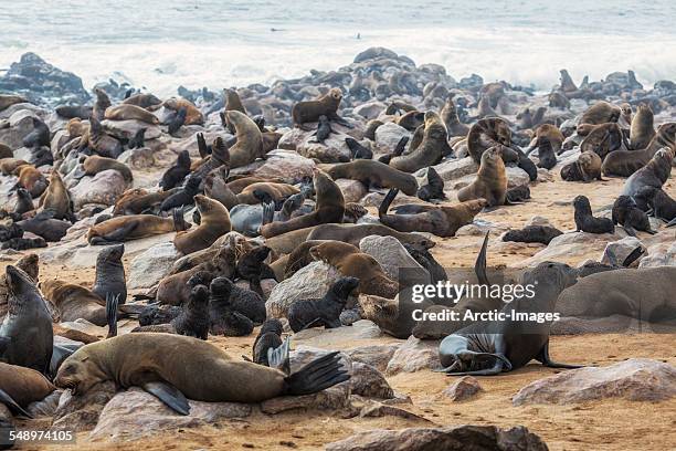 cape fur seal colony - cape fur seal stock pictures, royalty-free photos & images