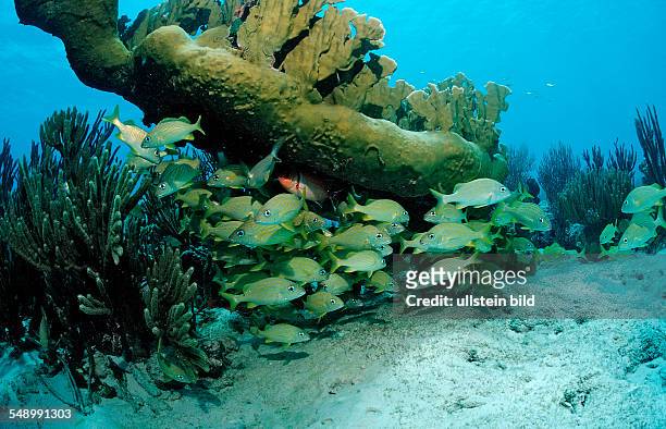 French Grunt, Haemulon flavolinatum, Netherlands Antilles, Bonaire, Caribbean Sea