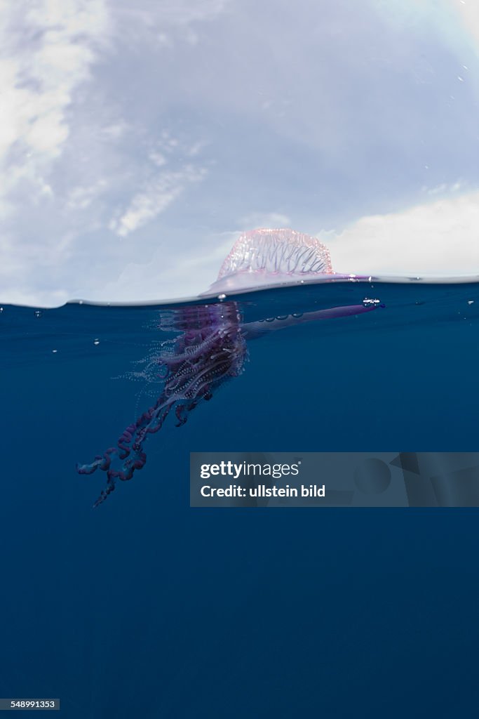 Portuguese Man of War, Physalia physalis, Azores, Atlantic Ocean, Portugal