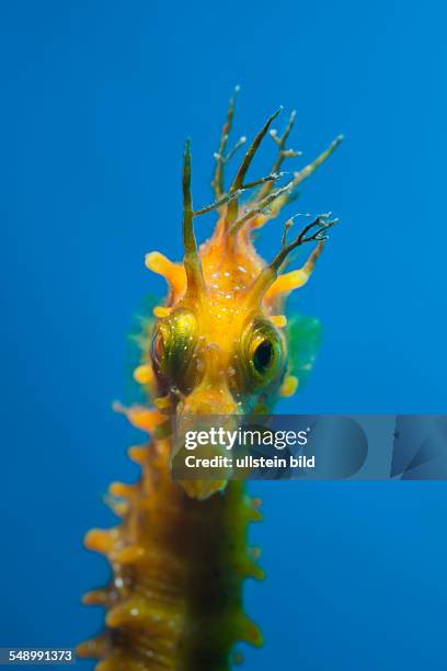 Portrait of Longsnouted Seahorse, Hippocampus ramulosus, Tamariu, Costa Brava, Mediterranean Sea, Spain