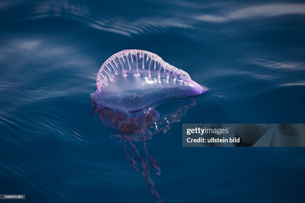 Portuguese Man of War, Physalia physalis, Azores, Atlantic Ocean, Portugal