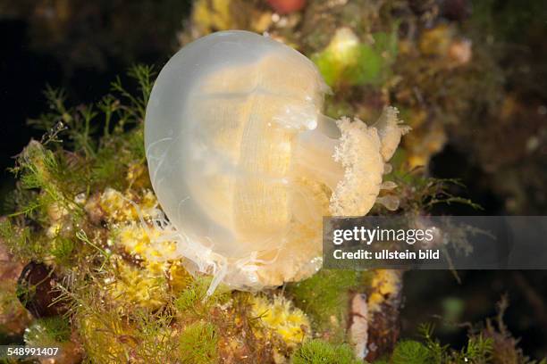 Anemone feed Jellyfish, Entacmaea medusivora, Mastigias papua etpisonii, Jellyfish Lake, Micronesia, Palau