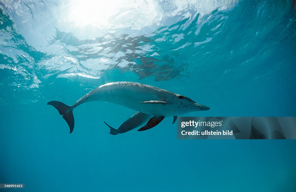 Atlantic spotted dolphin, Stenella frontalis, Bahamas, Atlantic Ocean