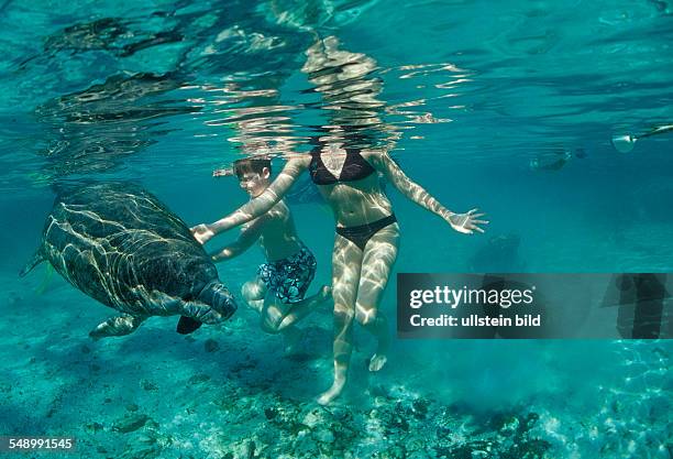 West Indian Manatee and swimming family, Trichechus manatus latirostris, USA, Florida, FL, Crystal River