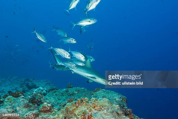 Jackfishes edge Grey Reef Shark, Carcharhinus amblyrhynchos, Blue Corner, Micronesia, Palau