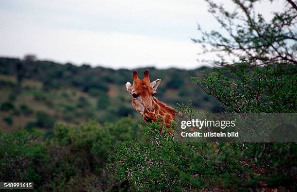 Giraffe, Giraffa camelopardalis, South Africa, Schotia Game Park