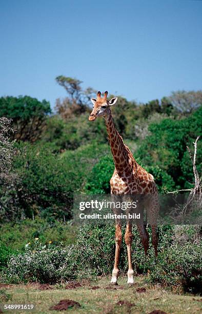 Giraffe, Giraffa camelopardalis, South Africa, Kruger National Park